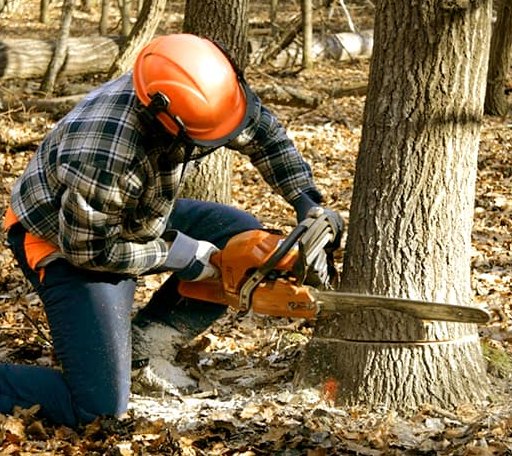 Tree Removal in Mill Creek, CA